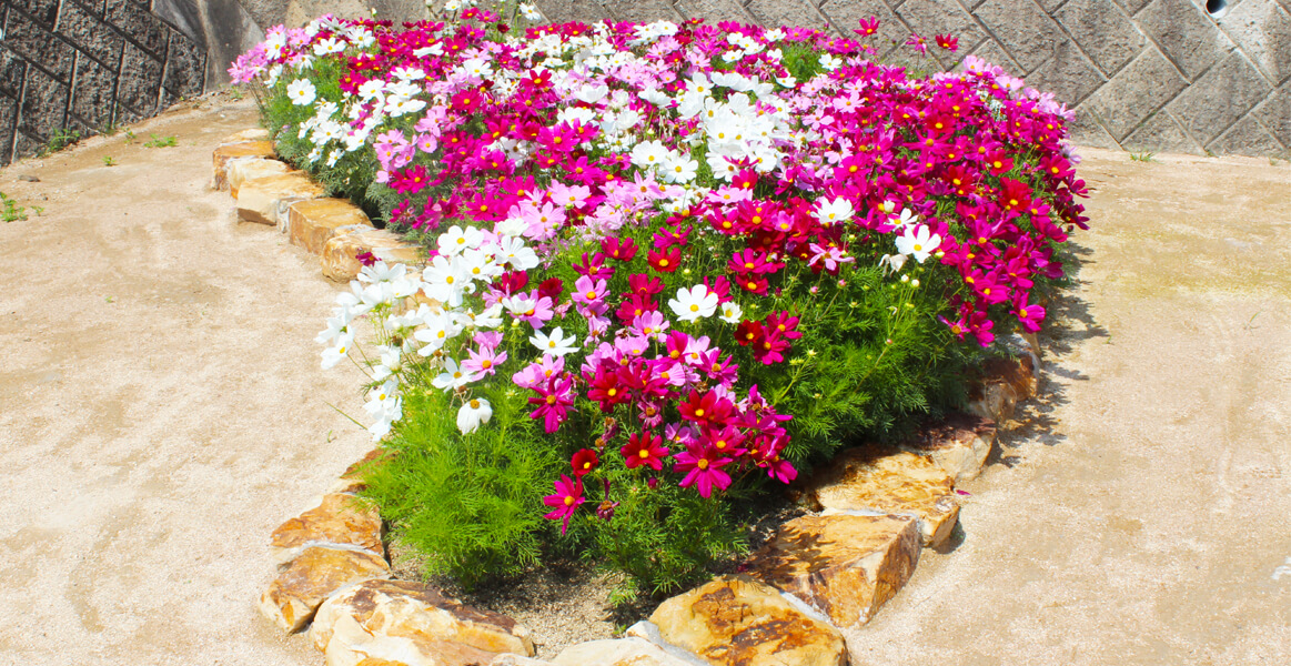 コスモスが花壇からはみ出しそうです‥(＠_＠;)